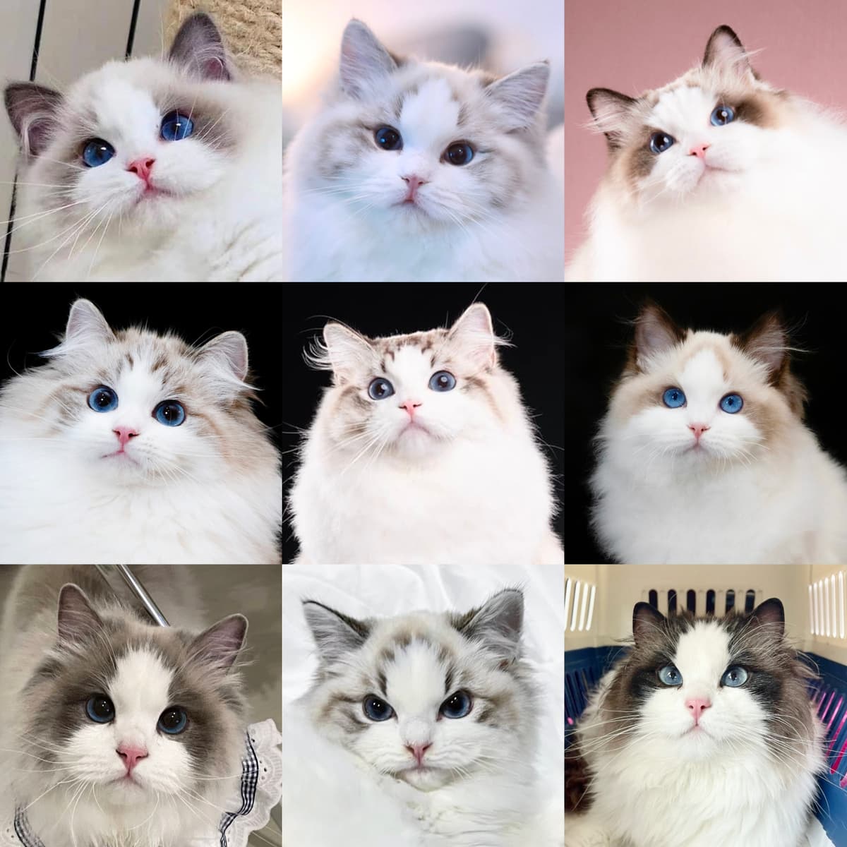 cat compilation